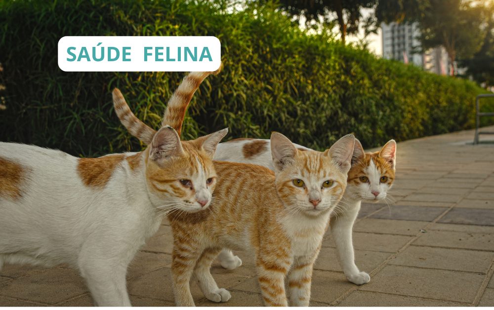 O que você precisa saber sobre cuidar de gatos