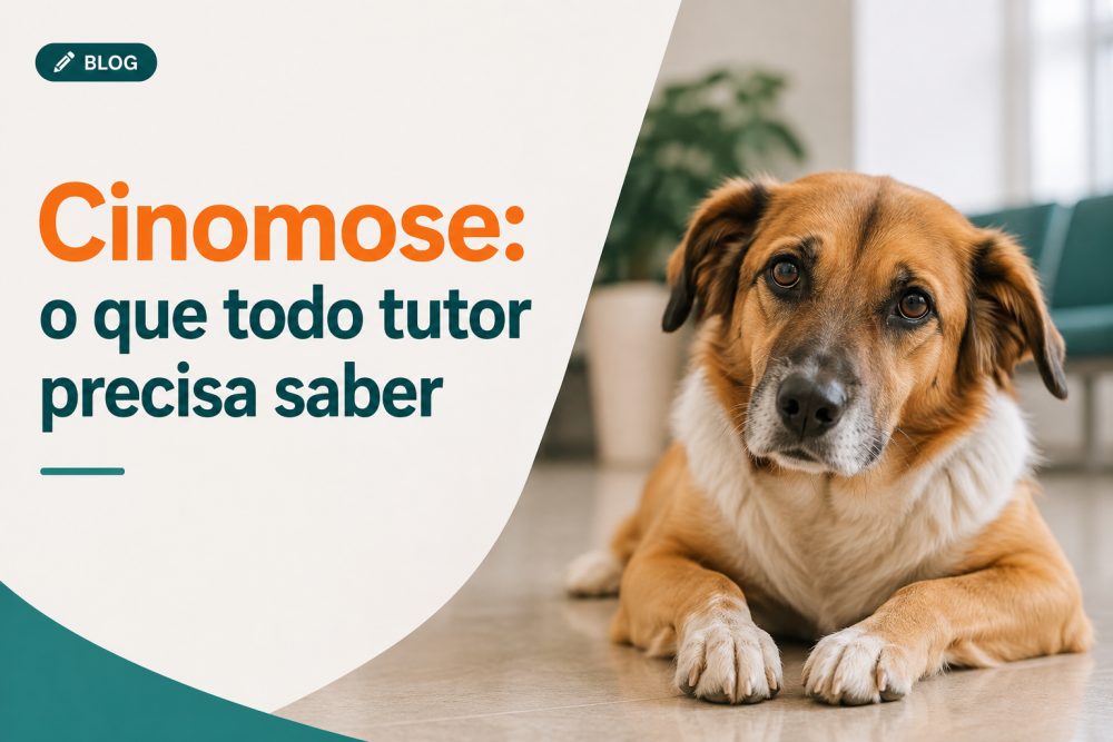 Cinomose em cães: sintomas, tratamento e prevenção