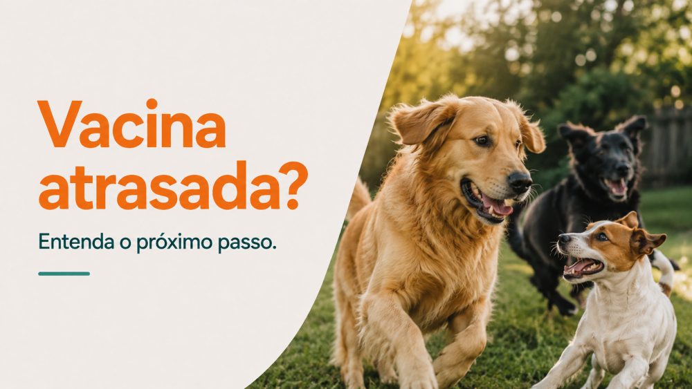 Vacina atrasada: meu pet precisa começar tudo de novo?