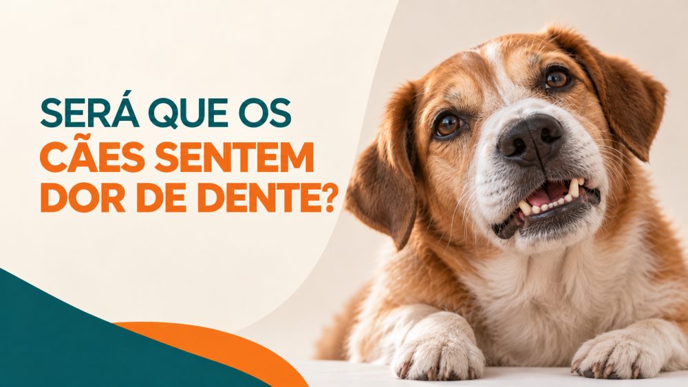 Cachorro com mau hálito: tártaro, dor de dente e perda dos dentes