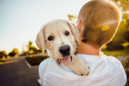 4 profissões para quem ama animais