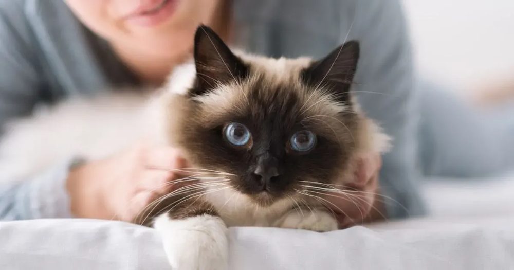 5 Doenças mais comuns em gatos e como identificá-las