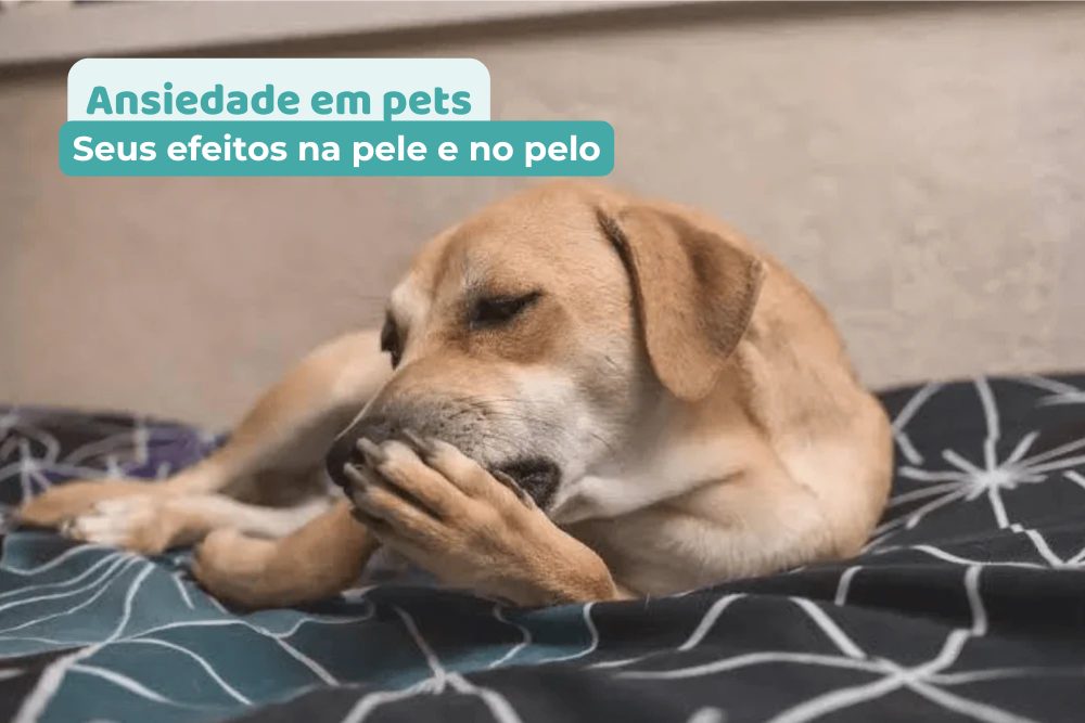 Dermatite em cães: Como a ansiedade pode afetar a pele e o pelo dos pets