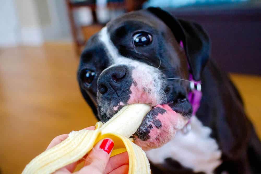 Dieta para cães e gatos com câncer