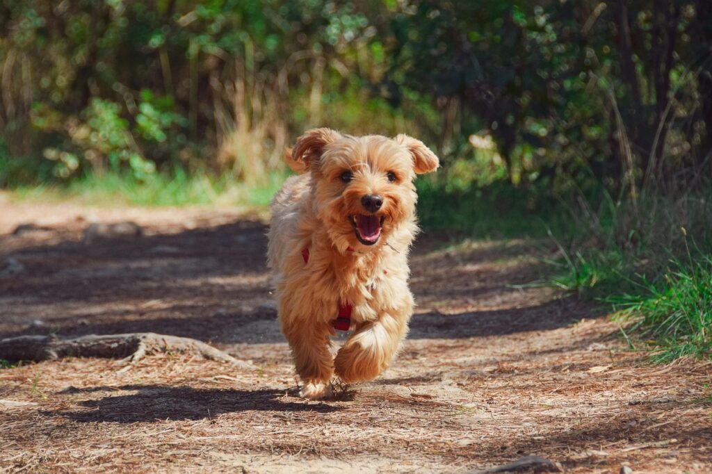 pet feliz