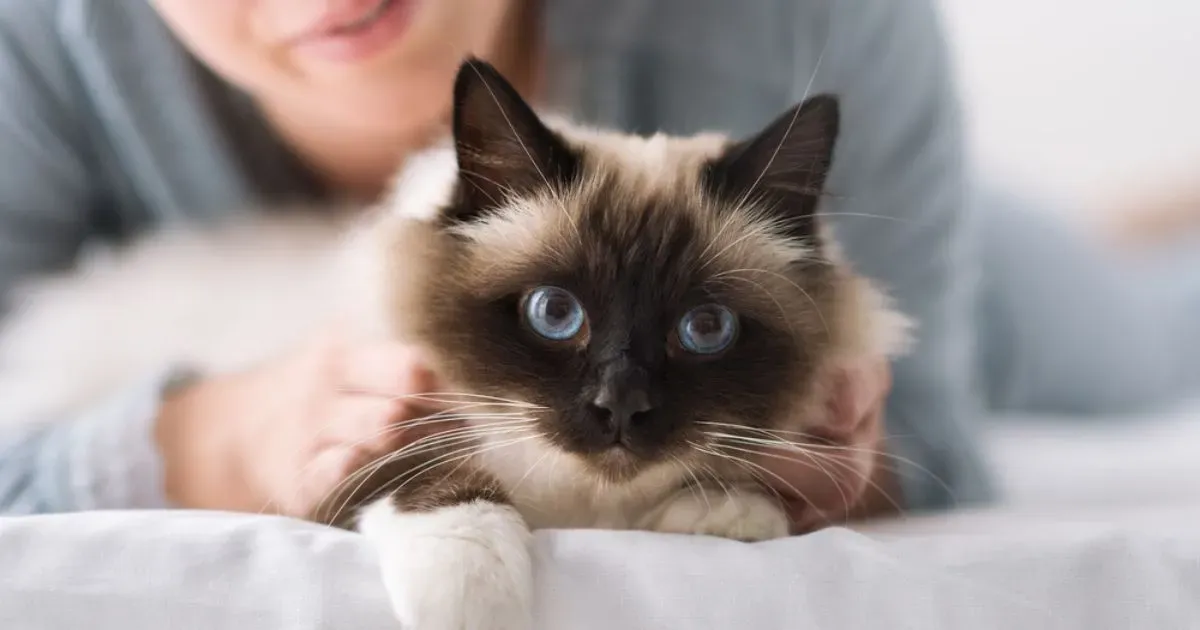 doenças comuns em gatos 