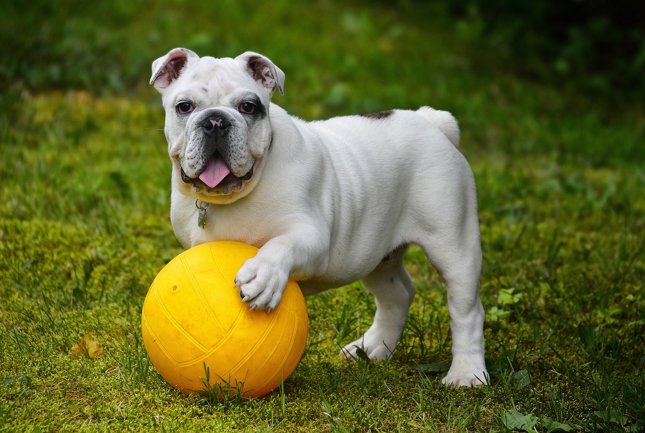 cachorro Buldogue francês é conhecido por ser tranquilo, atencioso e muito companheiro 