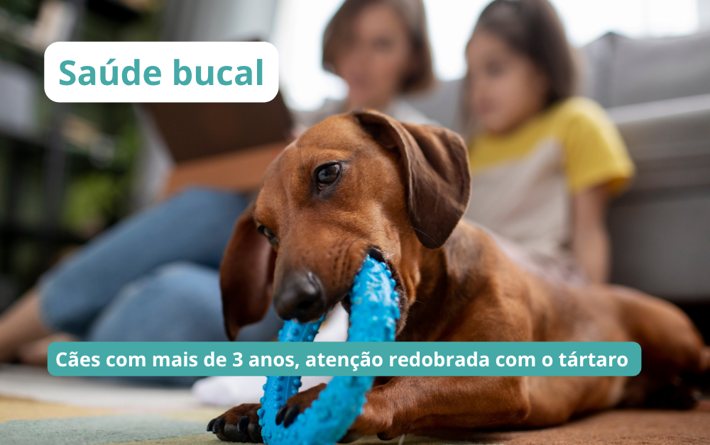 Remoção de tártaro nos cães