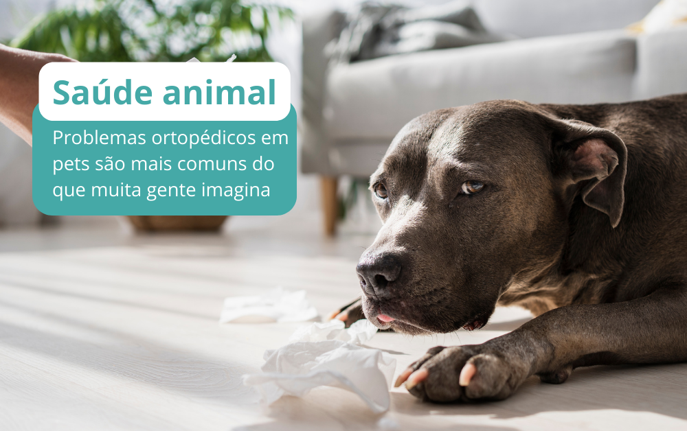 ortopedia veterinária oferece soluções que devolvem a mobilidade