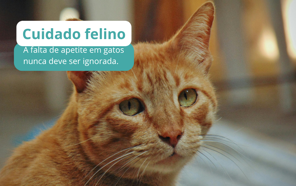 Se o seu gato deixou de comer, observe