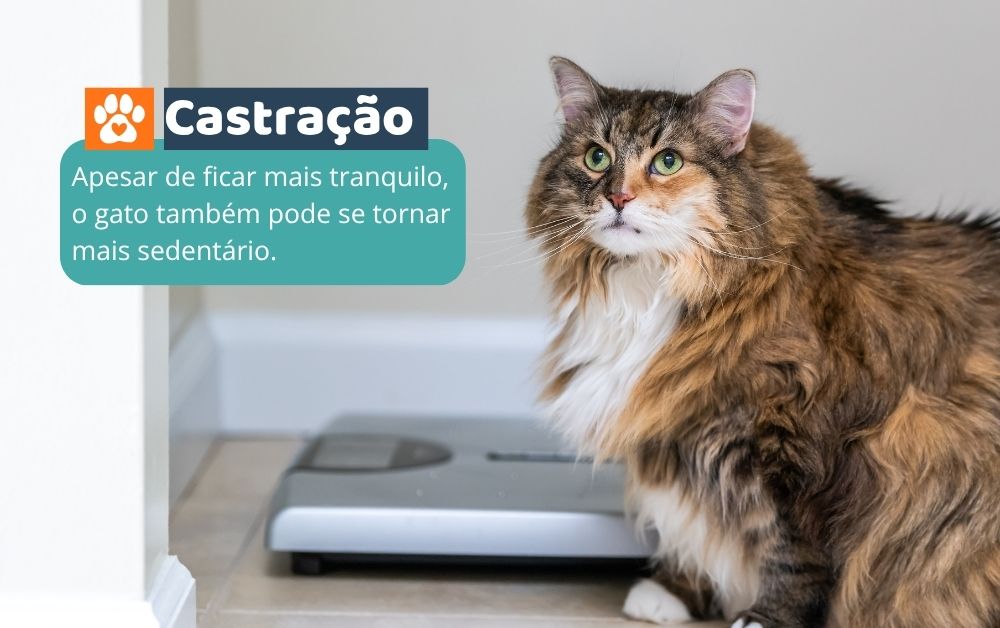 castraçao em gatos