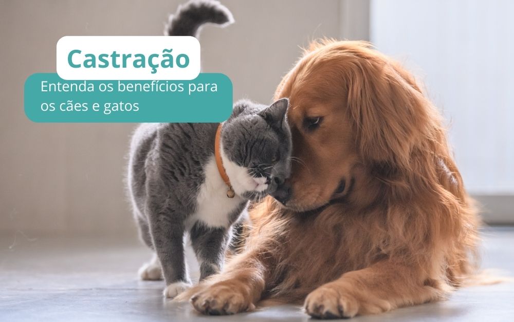 castraçao caes e gatos 